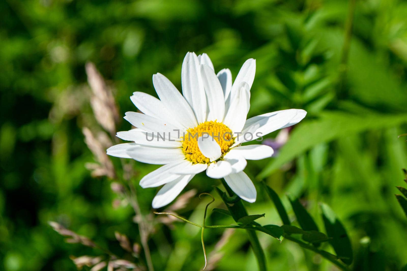 Chamomile flower among green grass and leaves, natural background. daisies among the green grass. High quality photo