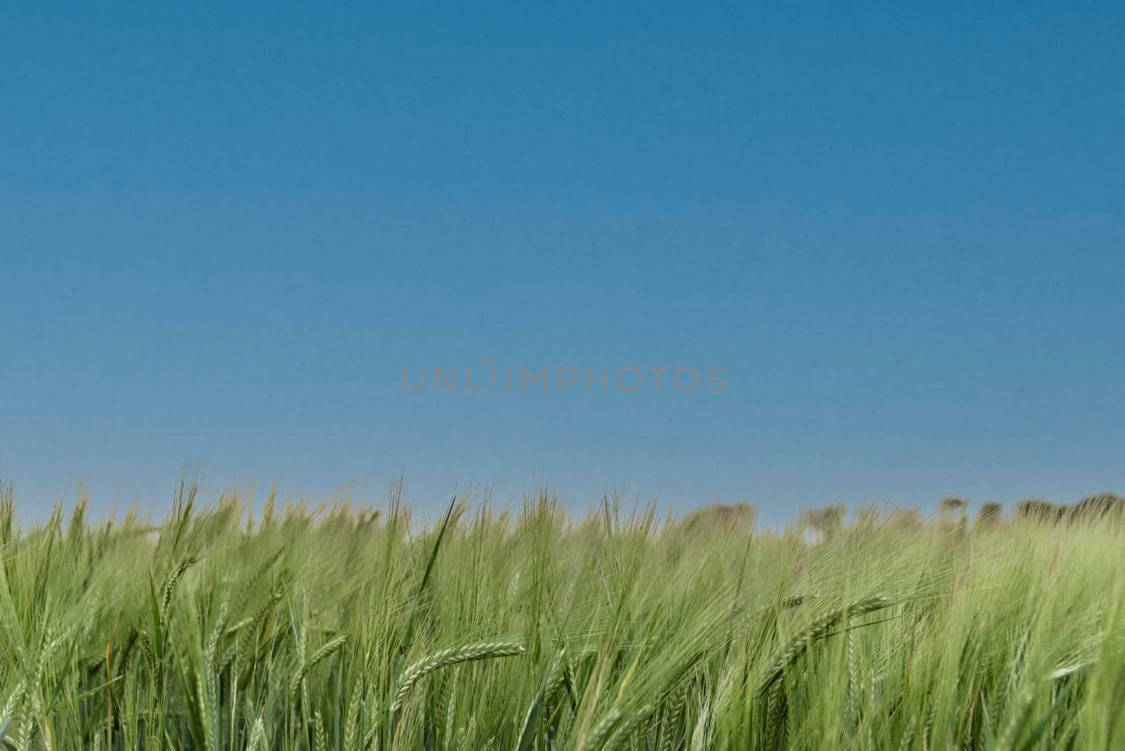 Young green barley corns growing in a field. by jbruiz78