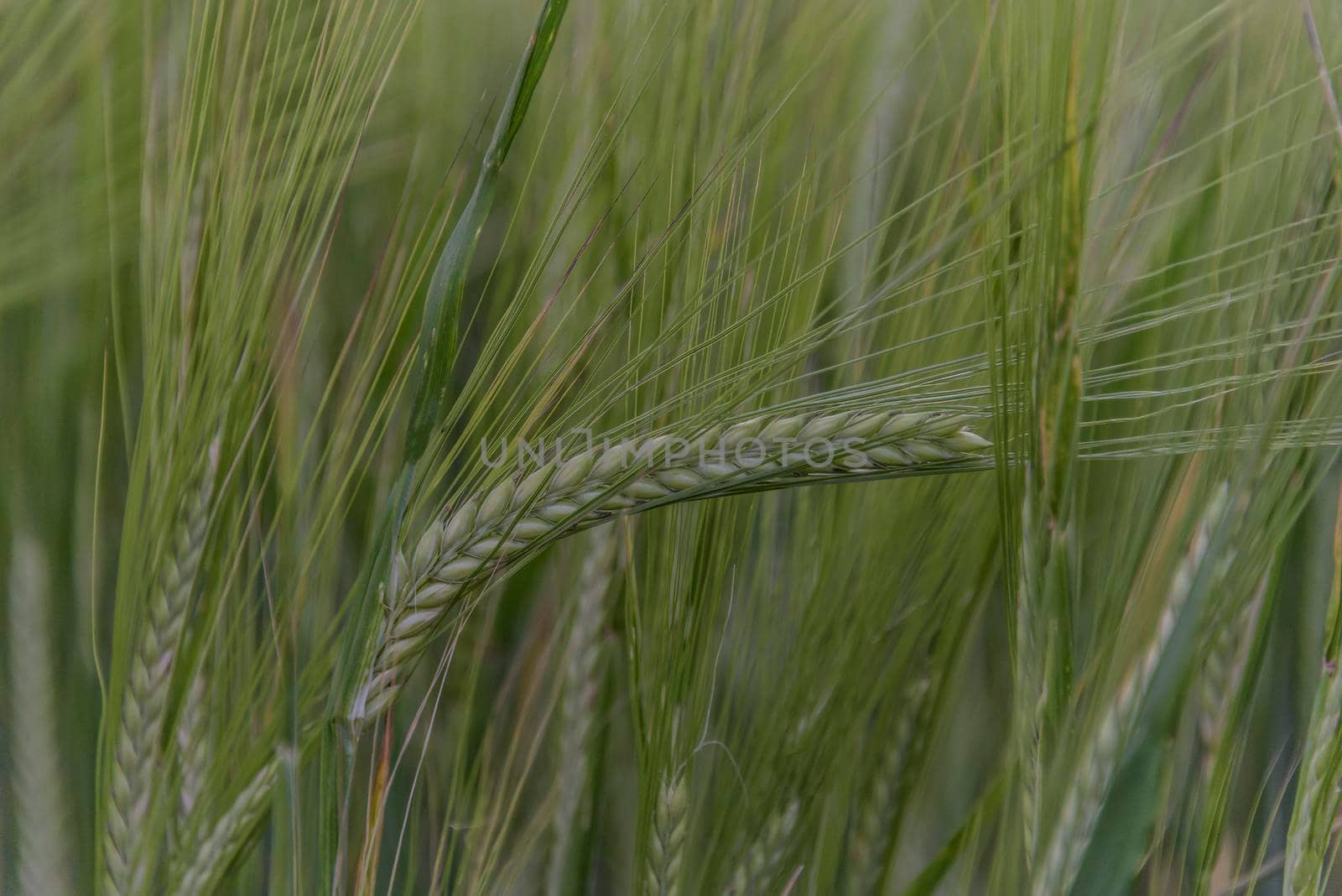Young green barley corns growing in a field