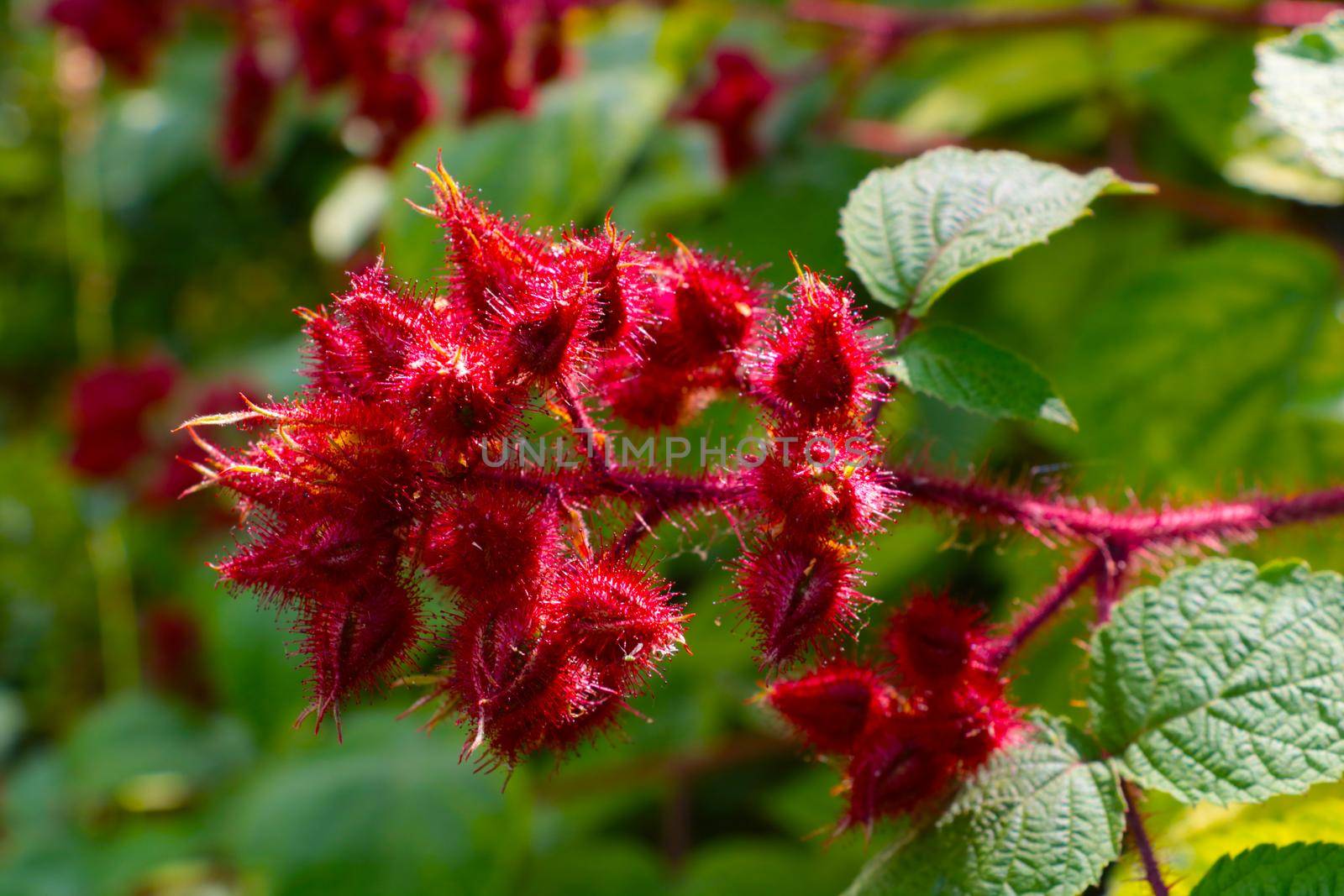 Close-up of a branch with red flowering fruits