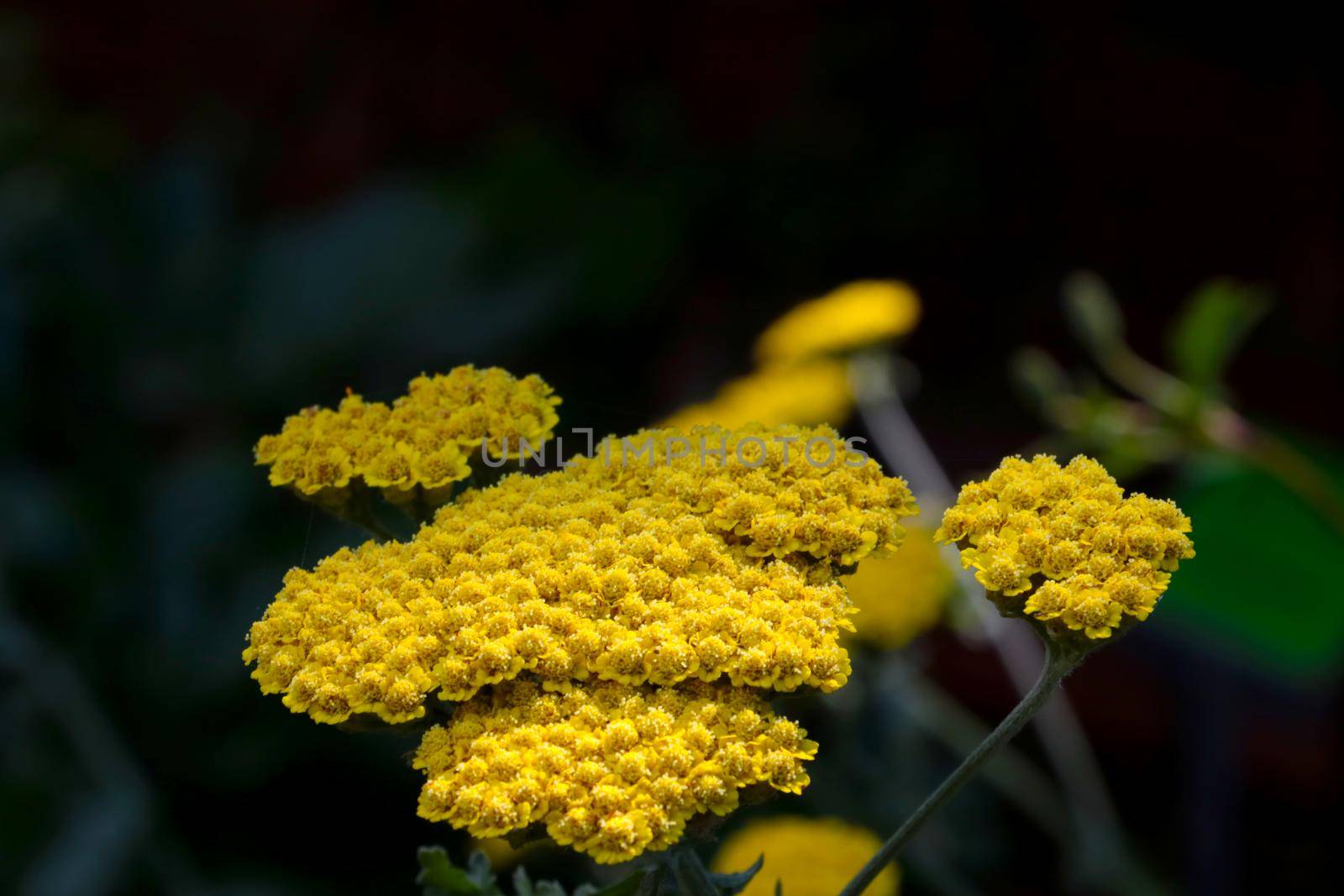 Close-up of yellow flowering tansy in a meadow. It is used in traditional medicine. by kip02kas