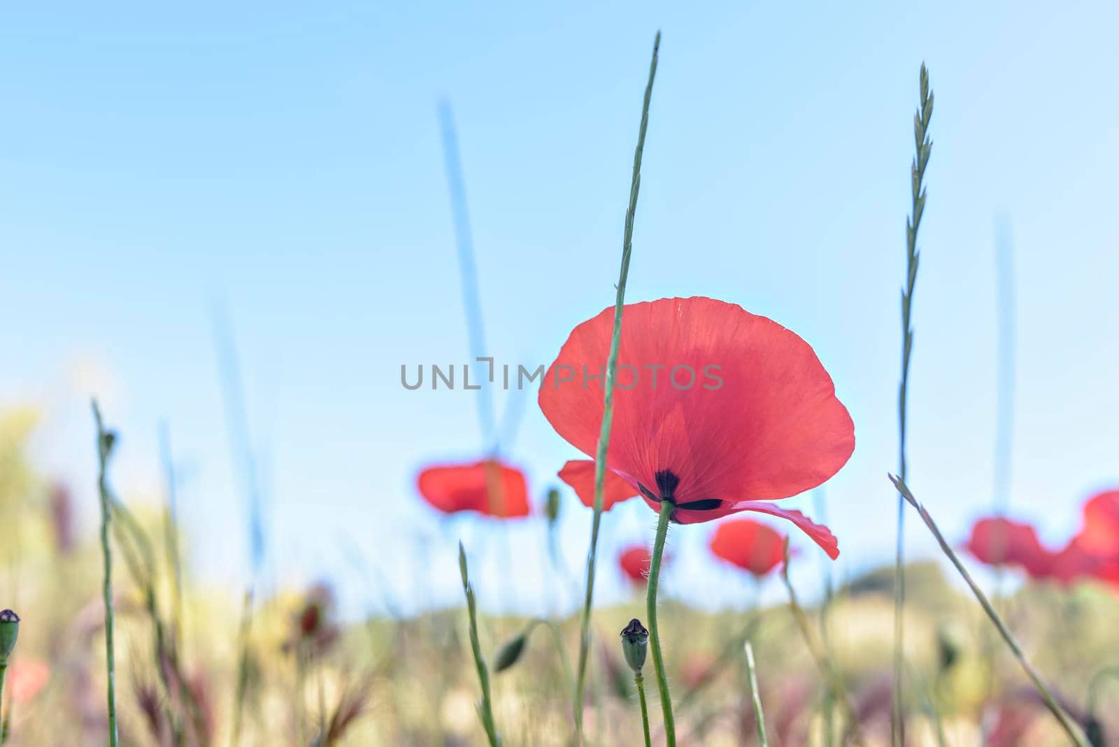 Red poppy flowers in the field. Meadow of wildflowers with poppies against the sky in spring. by jbruiz78