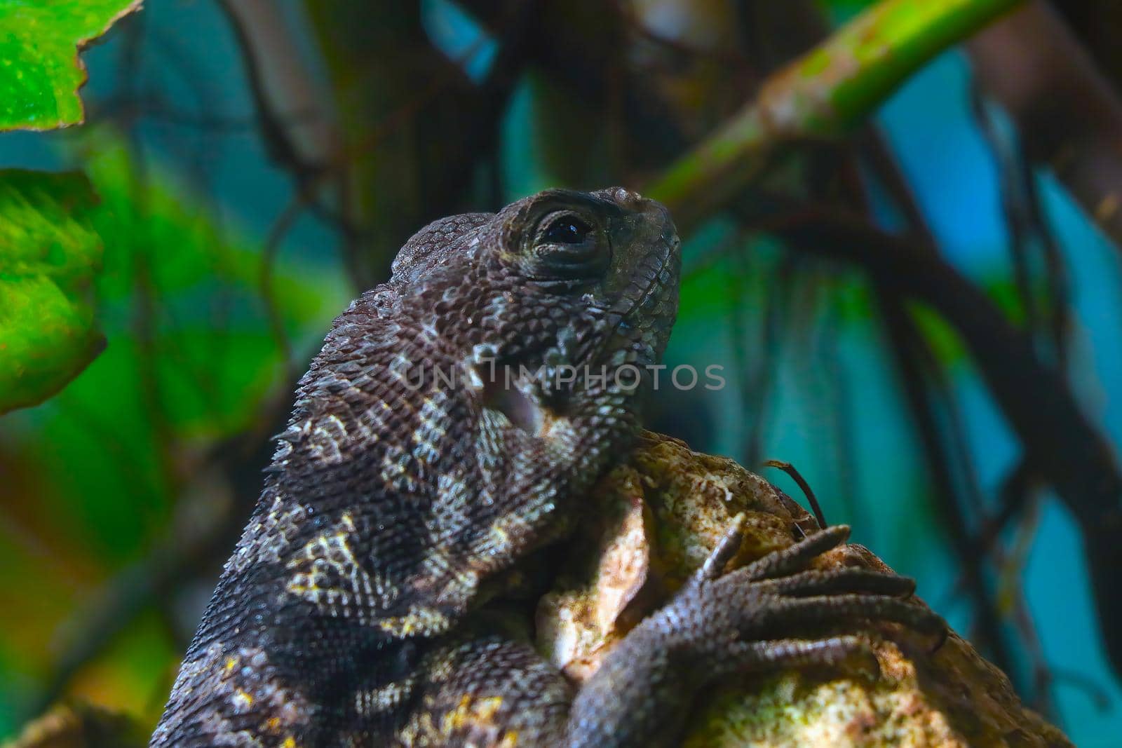 Close-up of a lizard that sits on a rock. by kip02kas