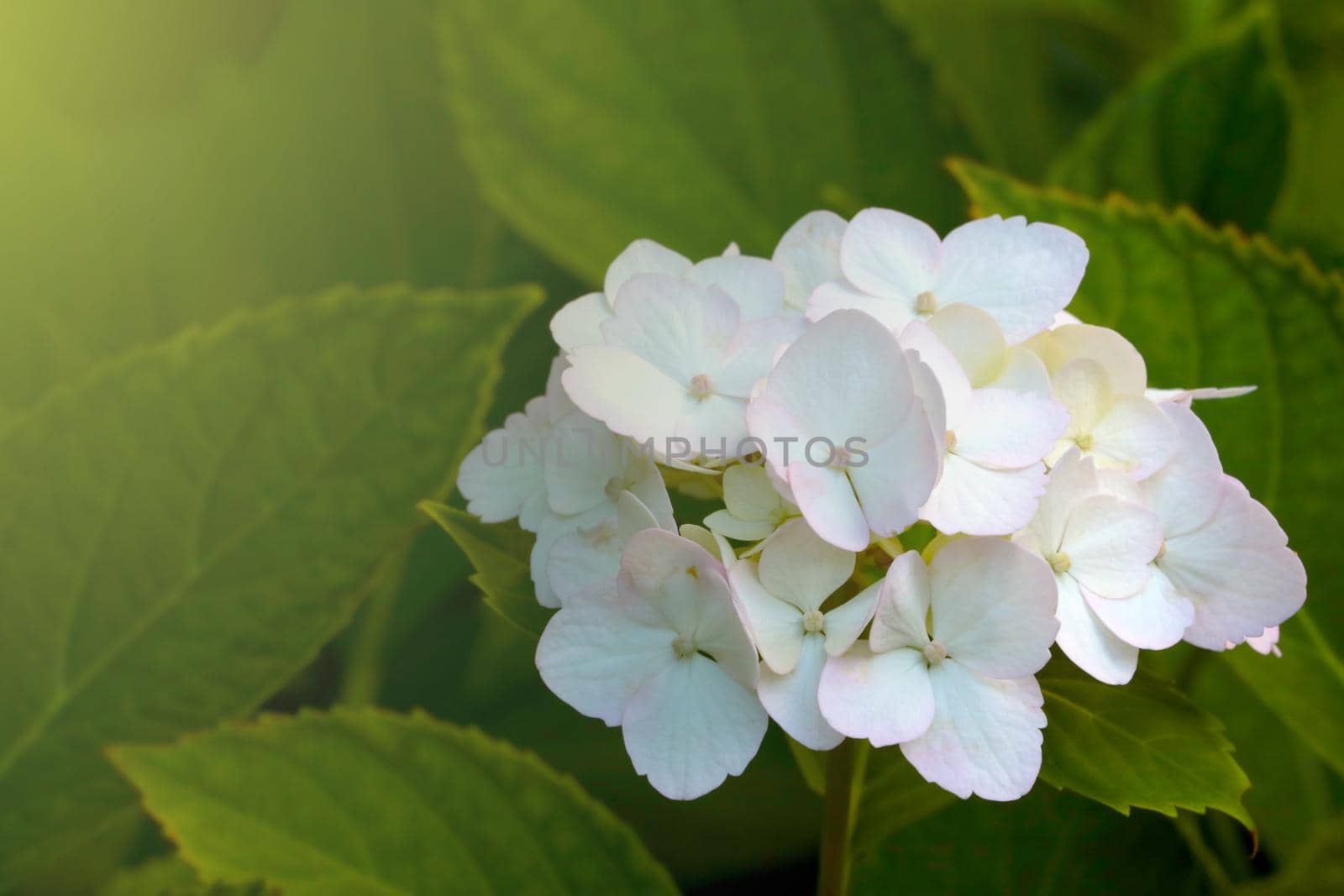 Close-up of a white blooming hydrangea in the park