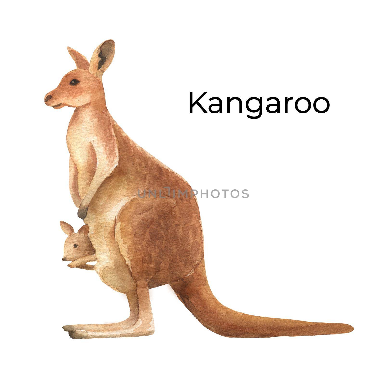 Australian animal watercolor illustration isolated on white background. Cute hand drawn kangaroo. Australia Day