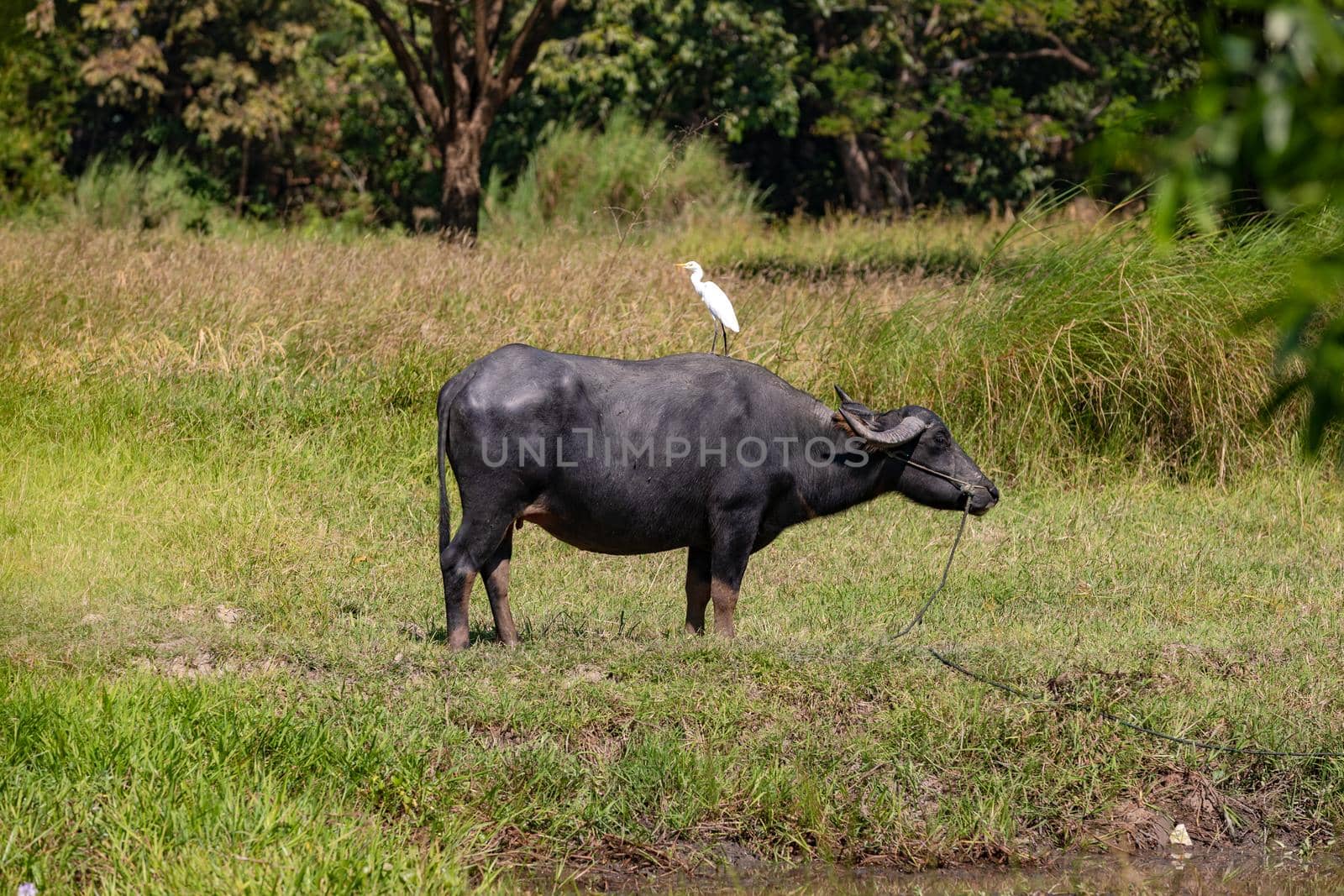 A water buffalo in a pasture in Myanmar with a white heron on its back