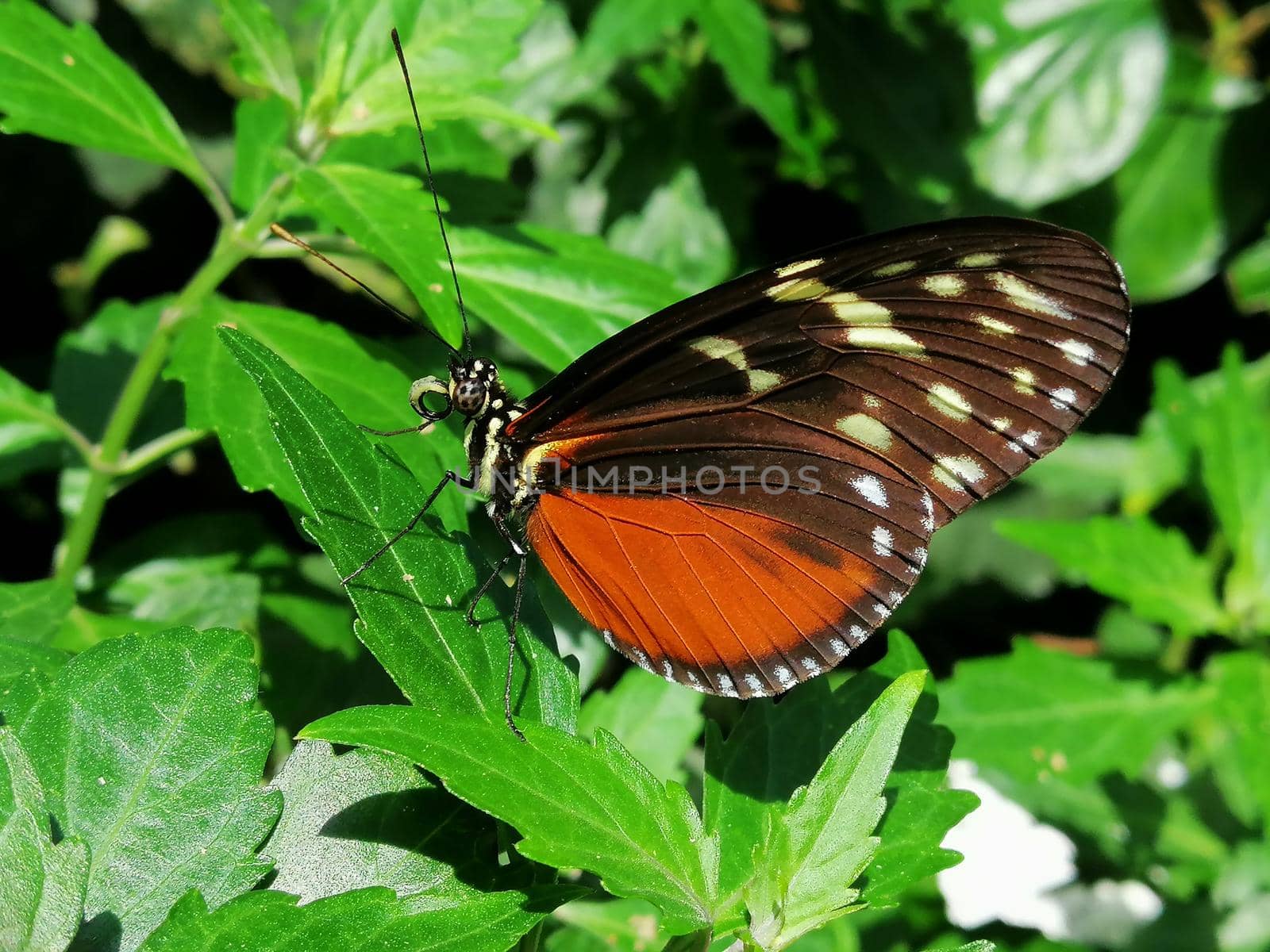 exotic orange butterfly close up, macro photo by Lenkapenka