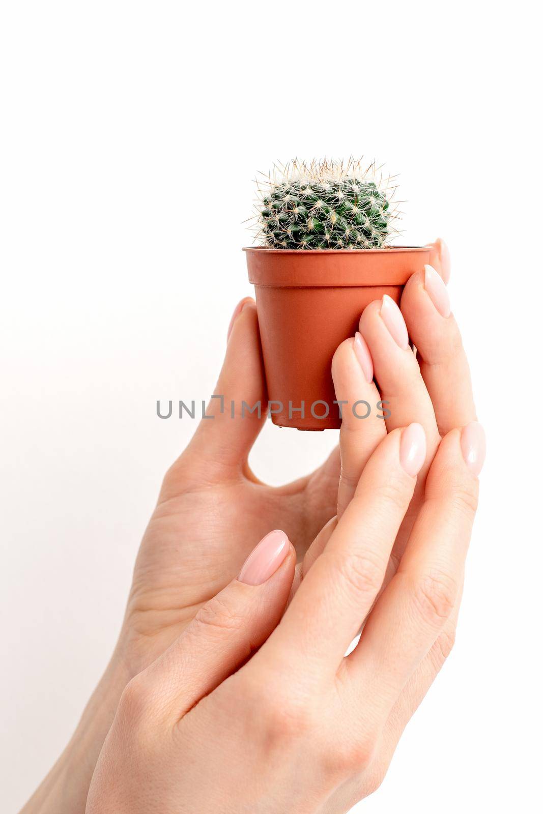 Female hand holding nice small green cactus in flower pot on white background with copy space