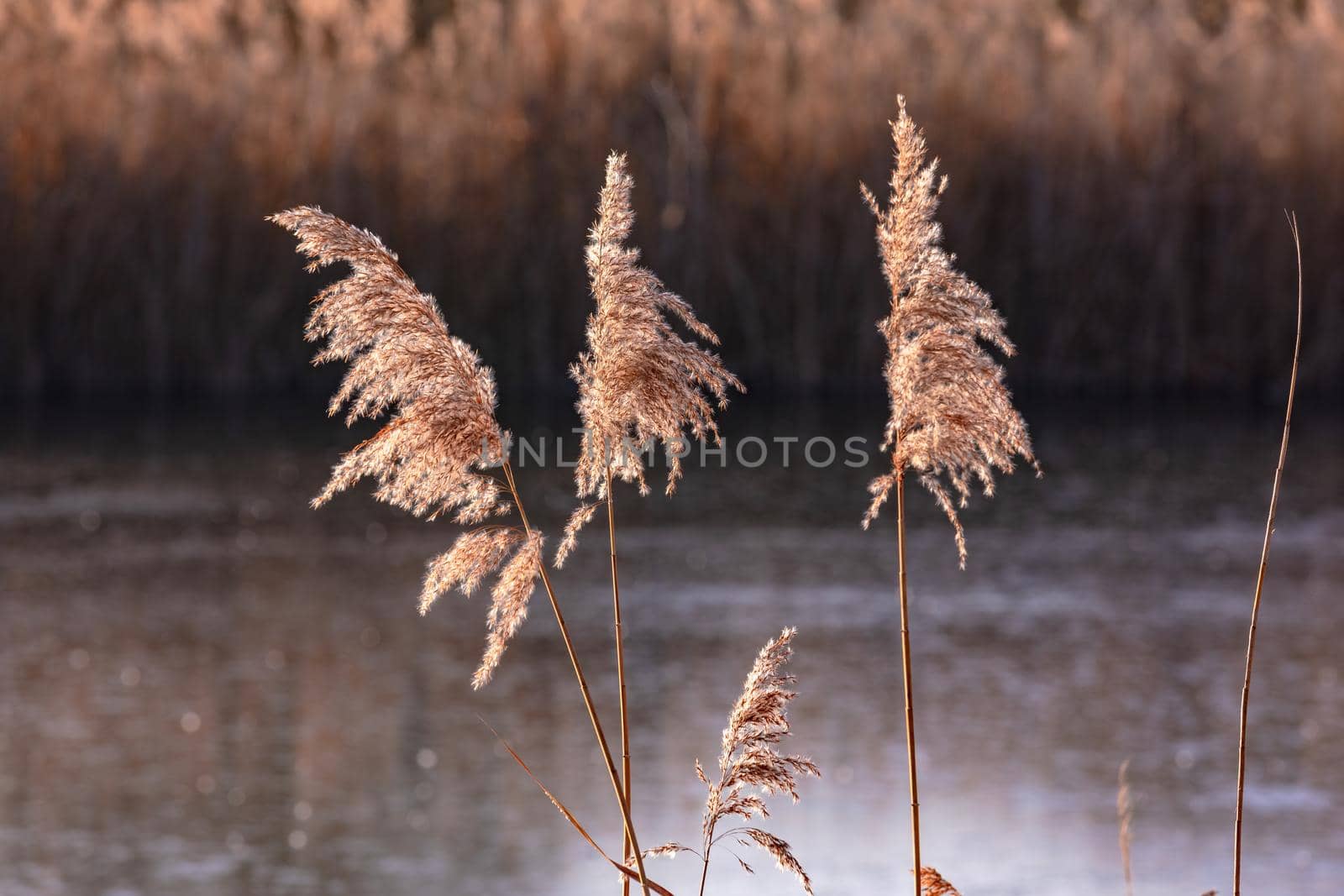 Reeds on a lake in the sun and freezing temperatures in the backlight