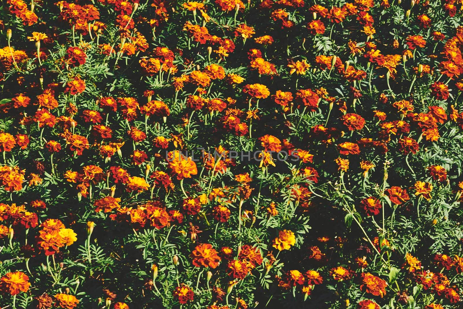 a plant of the daisy family, typically with yellow, orange, or copper-brown flowers, that is widely cultivated as an ornamental.