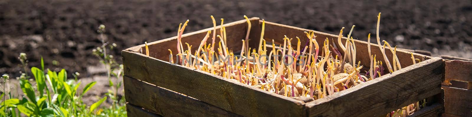 Plant sprouted potatoes in the garden. Selective focus. by yanadjana