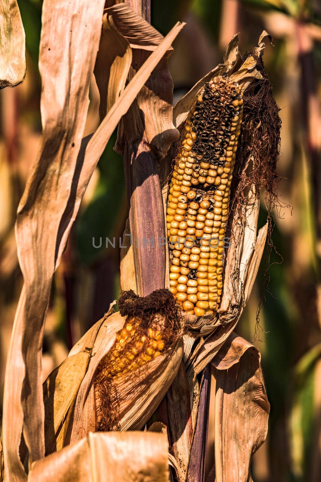 Unsaleable corn on the cob after drought and disease in a German corn field