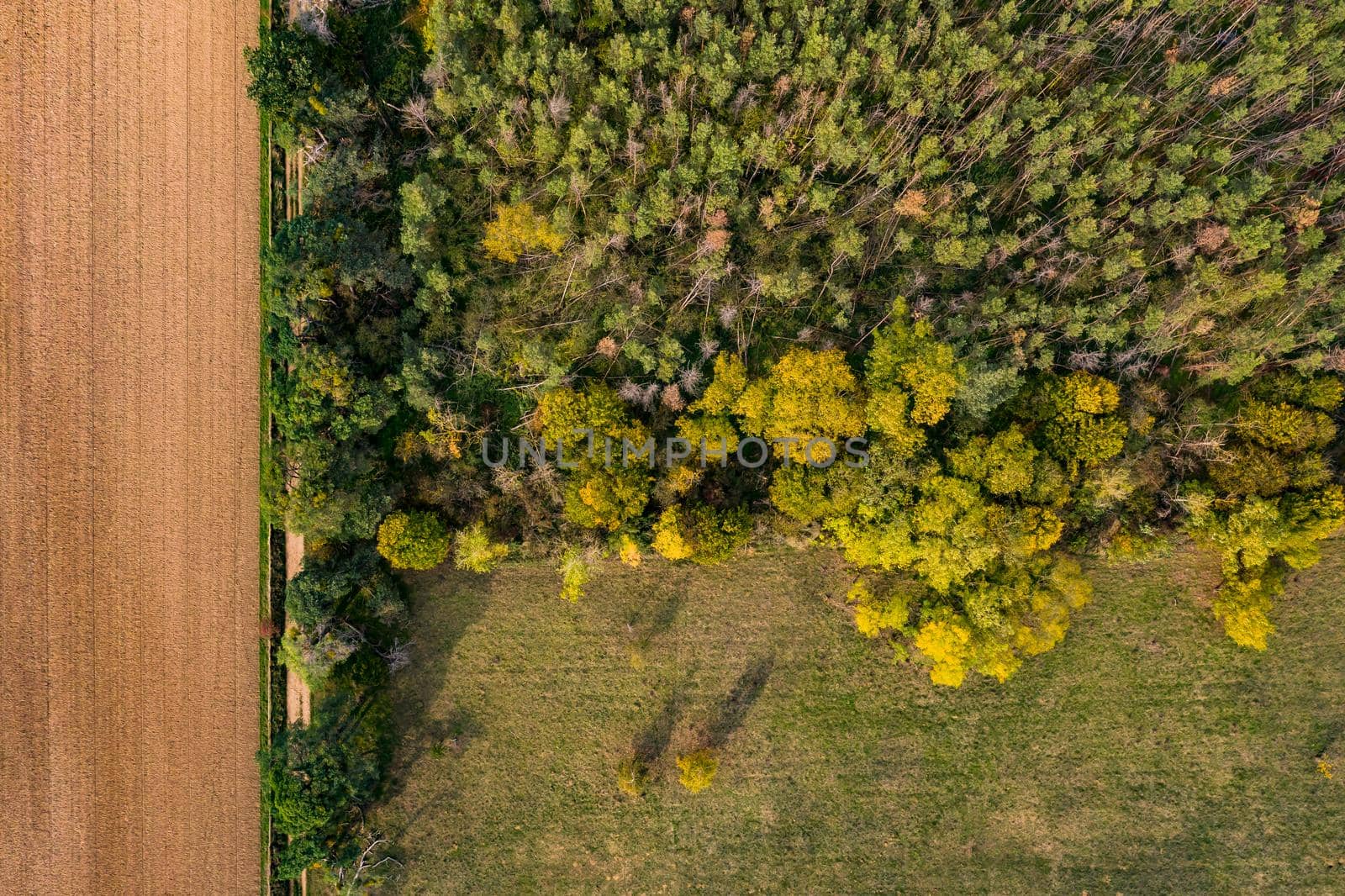Aerial view of forest dieback due to drought and storms in the German mixed forest