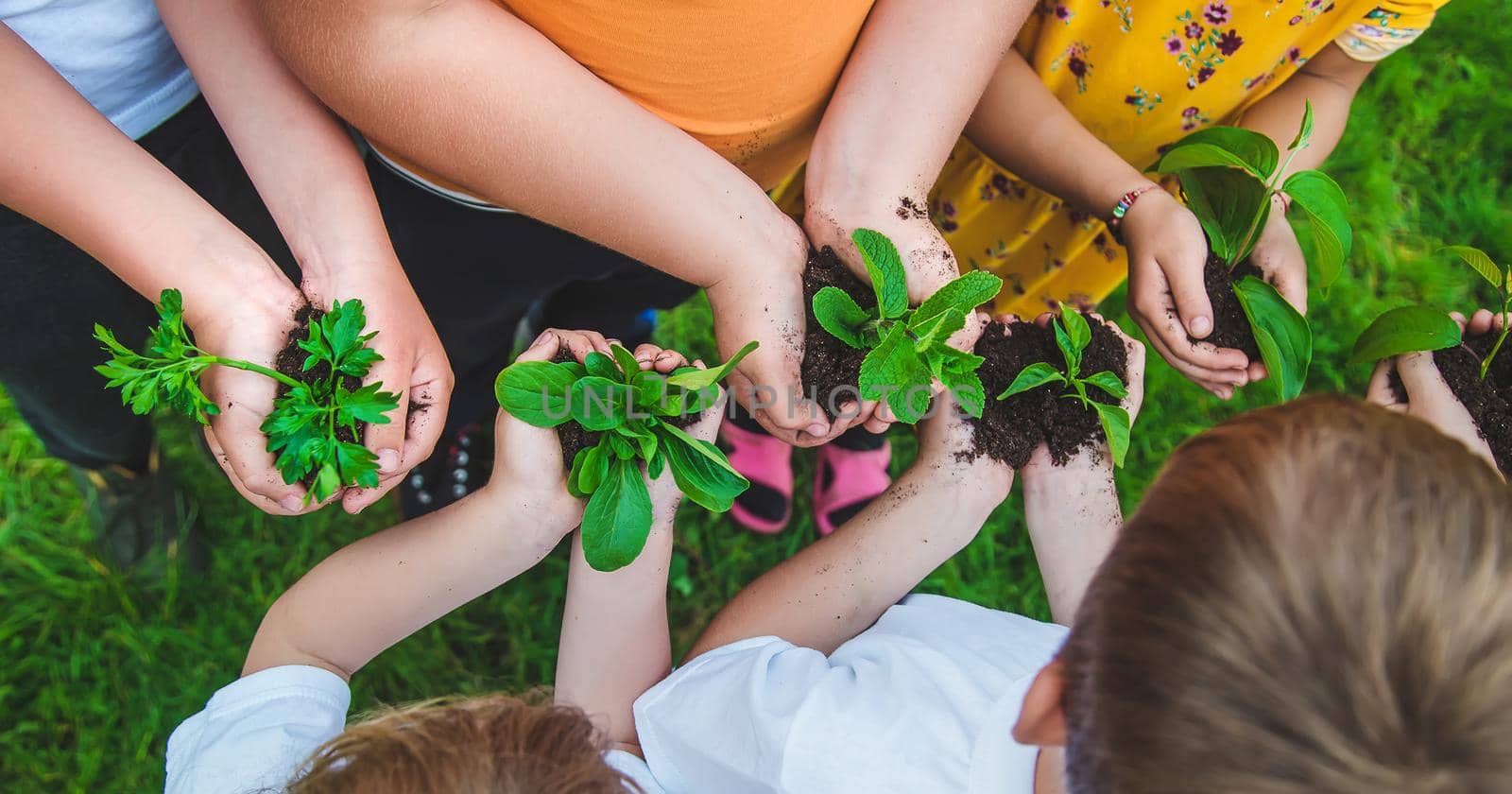 Children hold plants in their hands to plant. Selective focus. Nature.