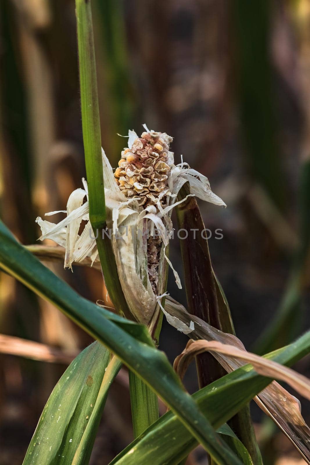 Corn plants are becoming more susceptible to disease due to the persistent drought