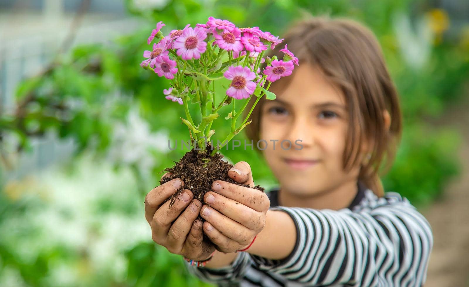 Plant flowers in the garden. Selective focus. nature.