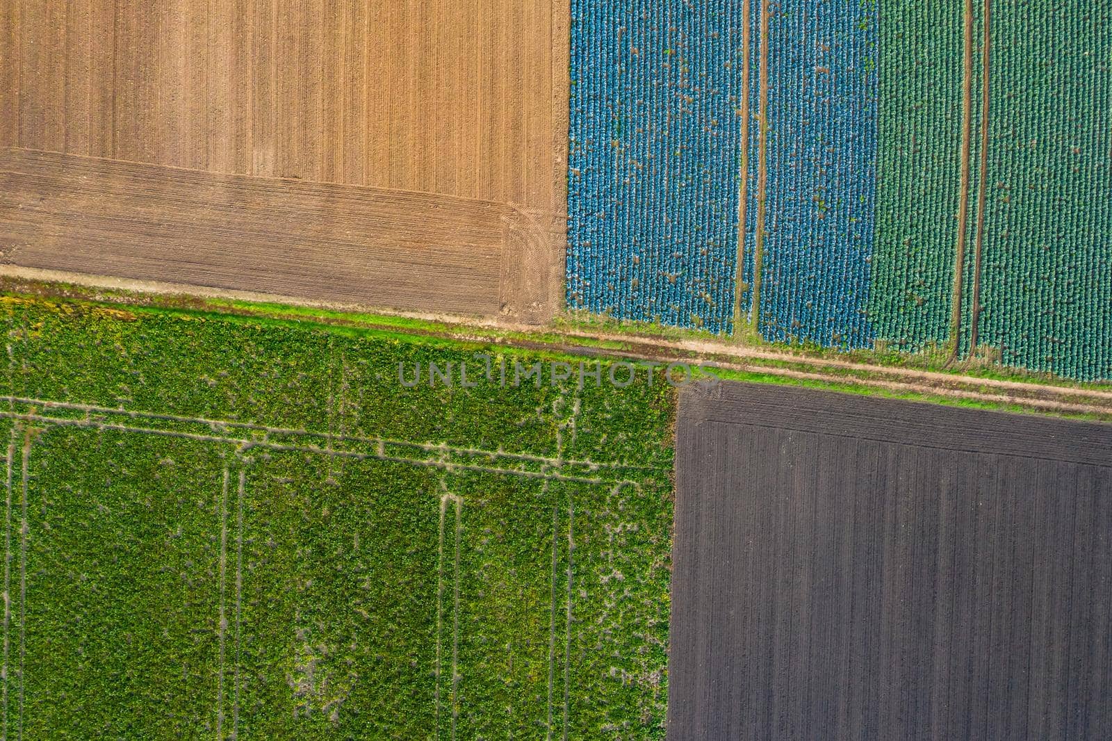 Striking tractor tracks in a green and a blue field in Germany seen from above