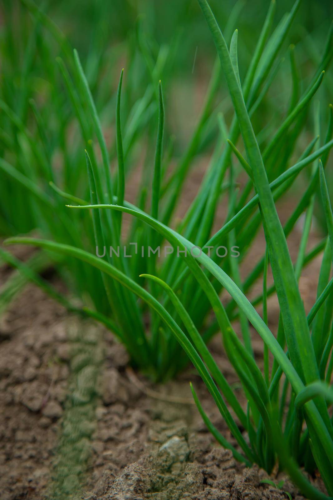 Green onions grow in the garden. Selective focus. Nature.