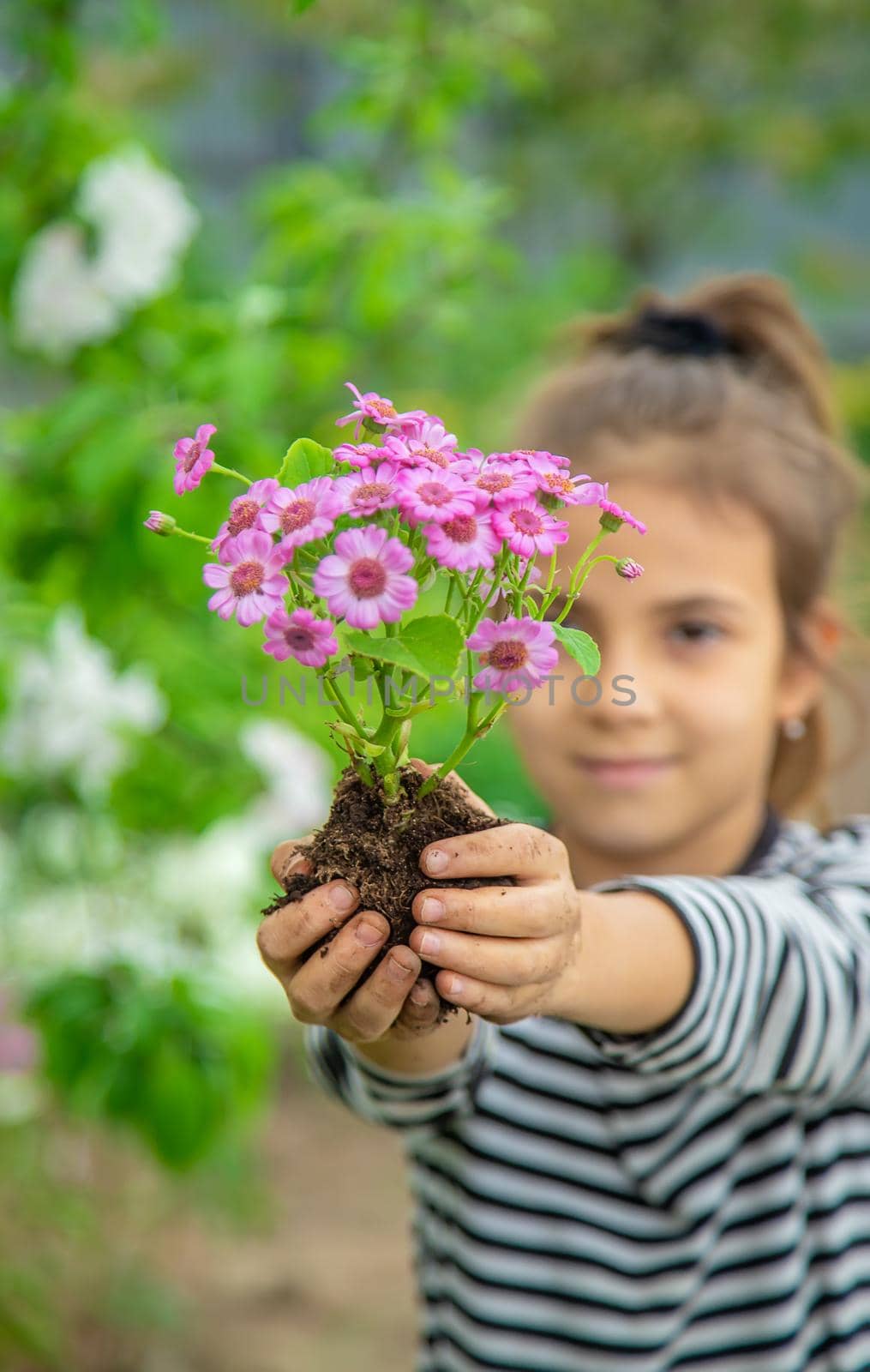 Plant flowers in the garden. Selective focus. nature.