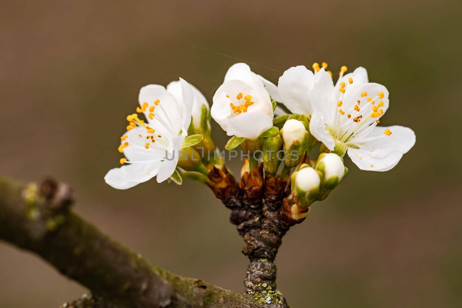 Garland of cherry blossoms and buds on a branch in spring by astrosoft