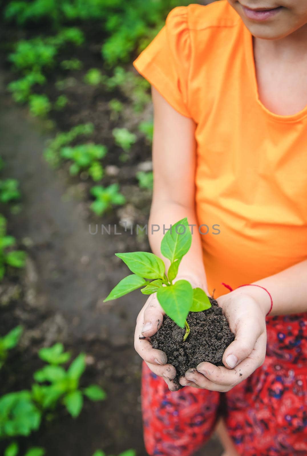 A child plants a pepper plant in the garden. Selective focus. Nature.