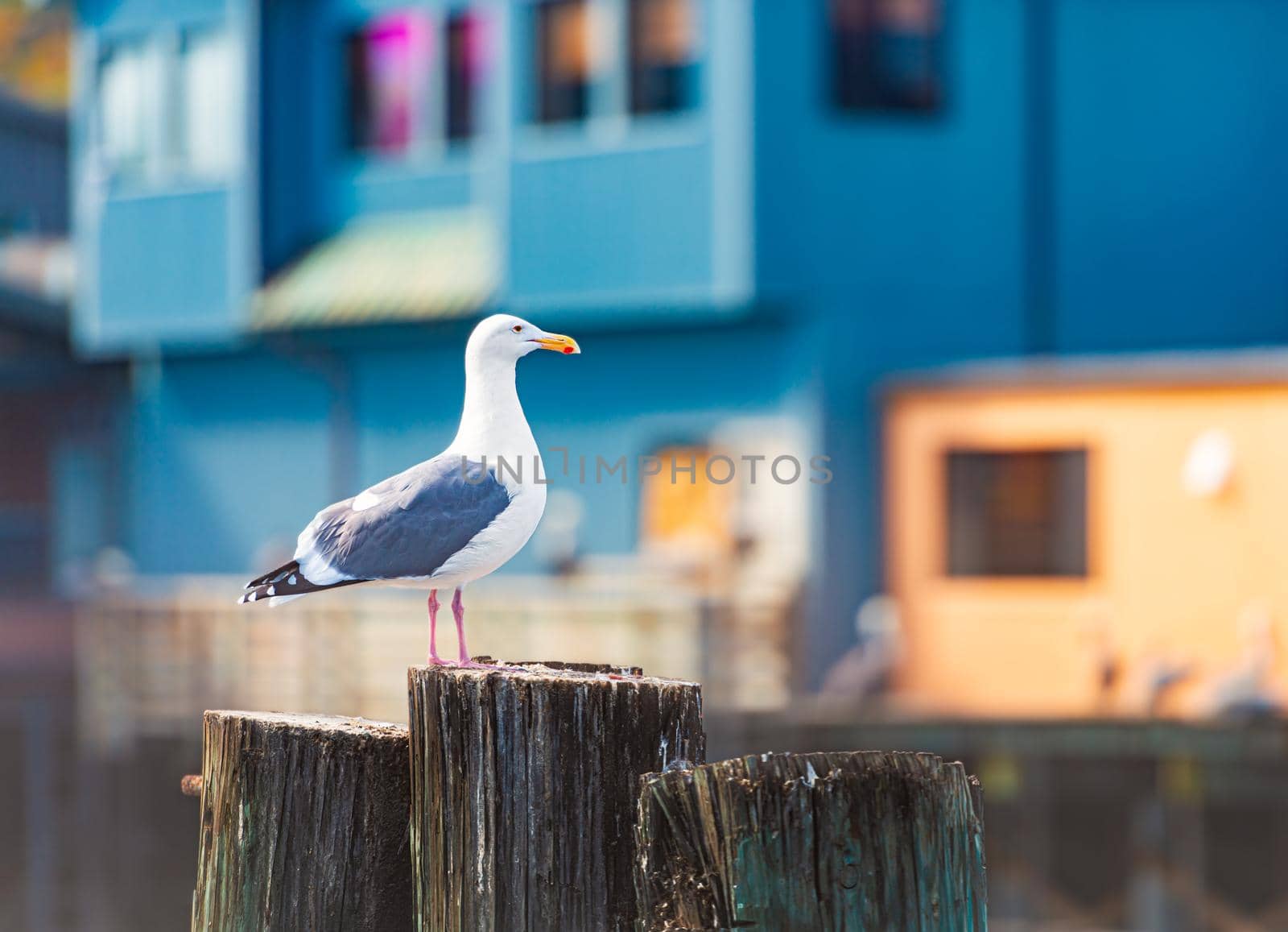 Seagull on tree trunk in Monterey by Yolshin
