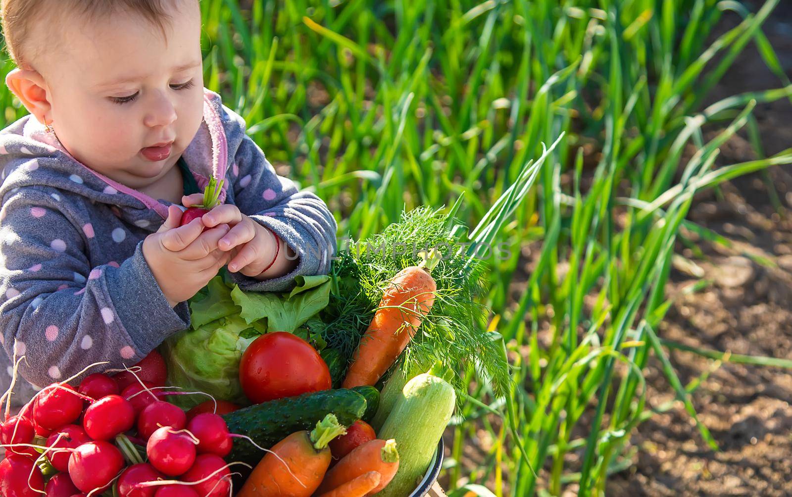 The baby holds in his hands a lot of vegetables harvest from the garden. Selective focus. Food.