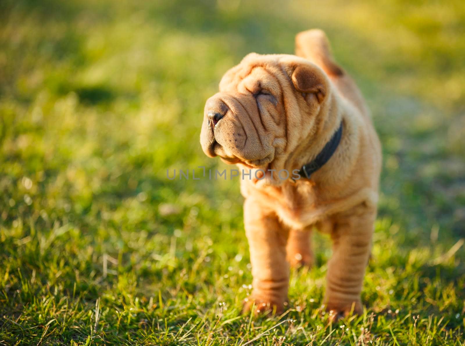 Shar Pei puppy stands on the lawn and looks out for something