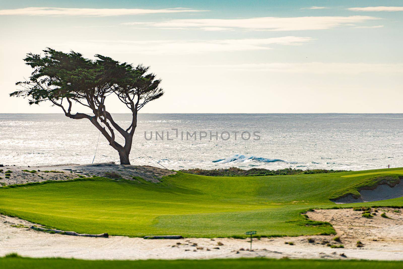Tree on golf course with ocean in background in California, United States of America