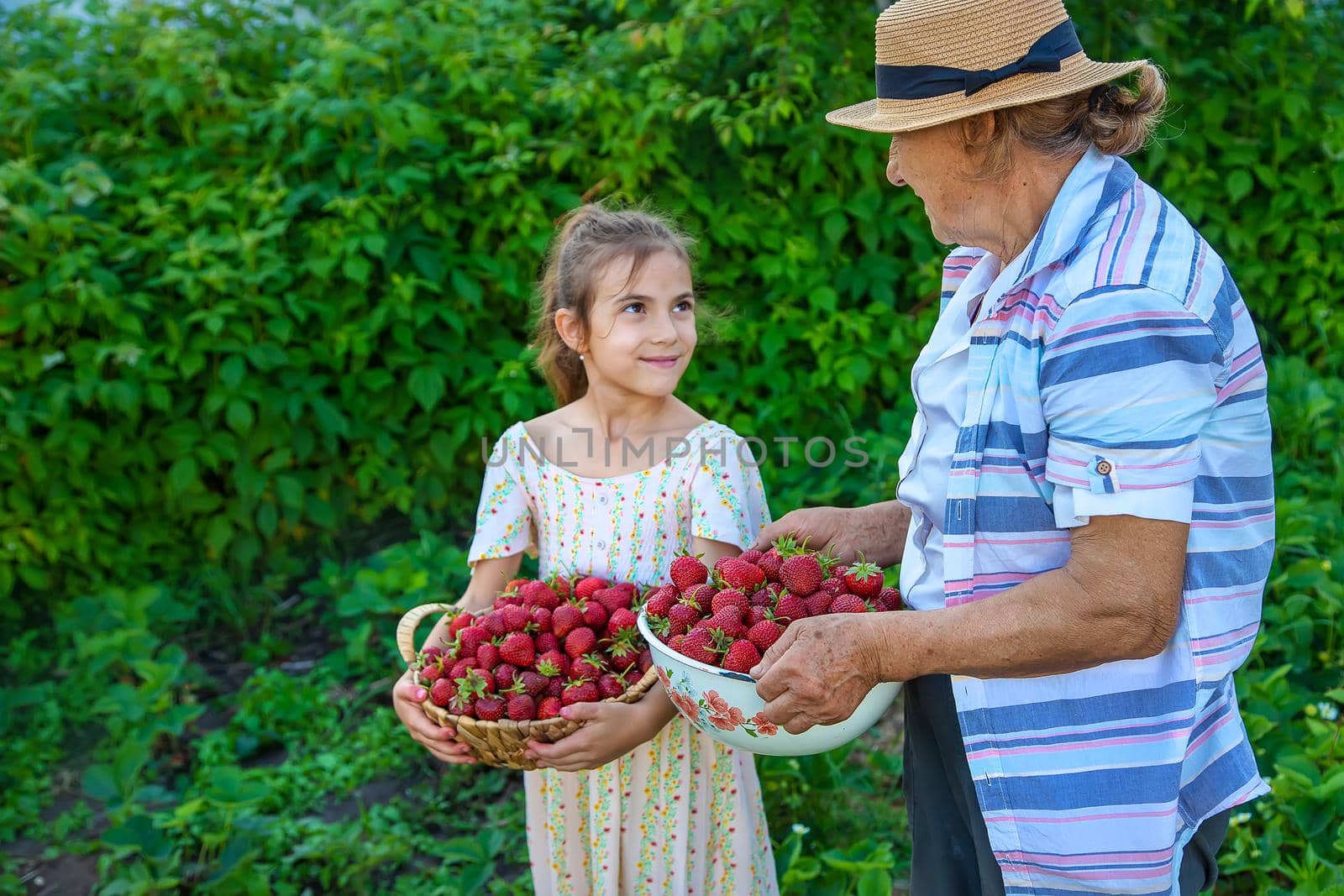 The child and grandmother pick strawberries in the garden. Selective focus. Kid.