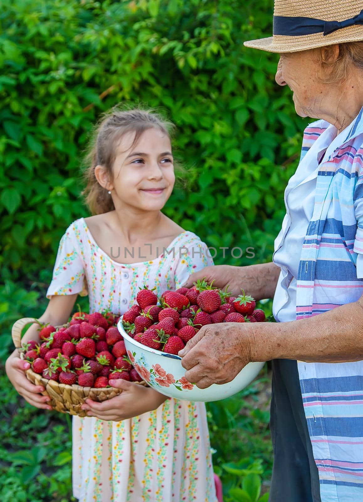 The child and grandmother pick strawberries in the garden. Selective focus. Kid.