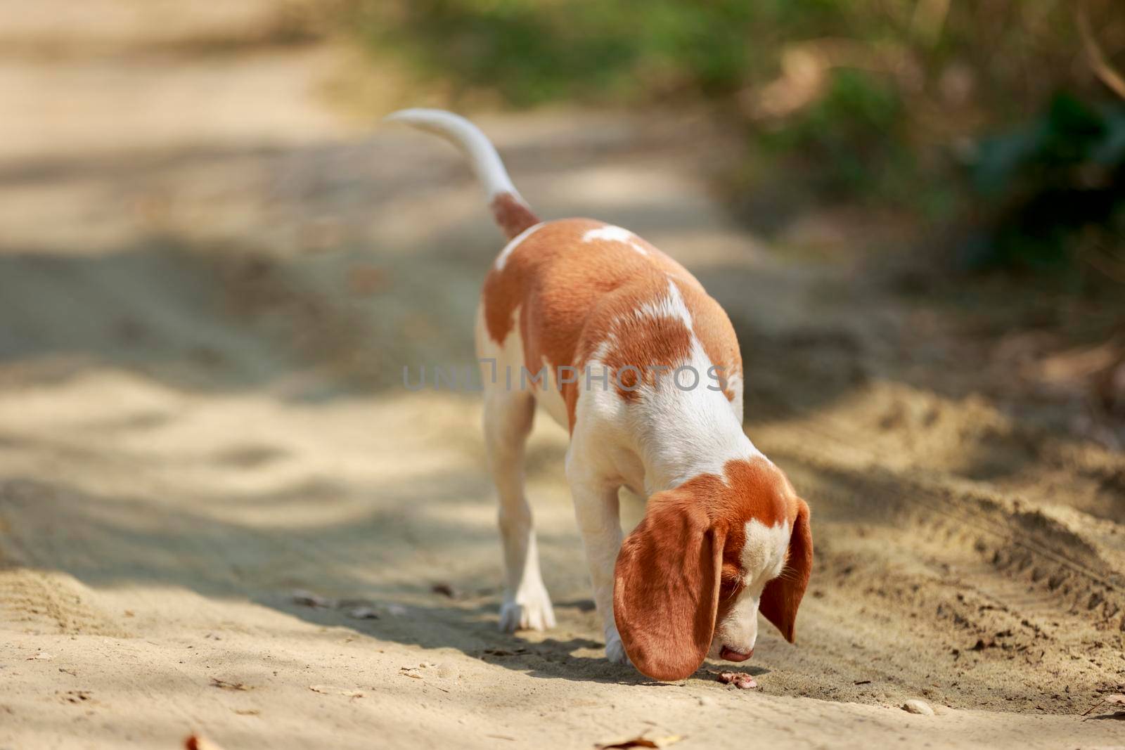 Beagle dog walking on a dirt road