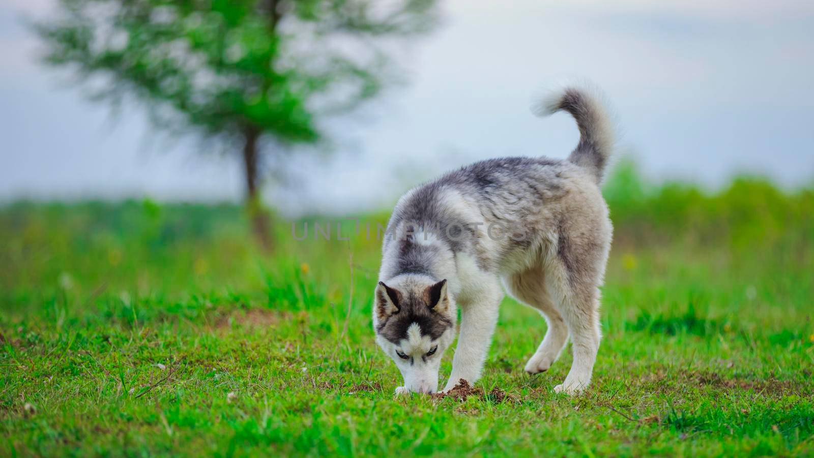 dog breeds husky walks in nature