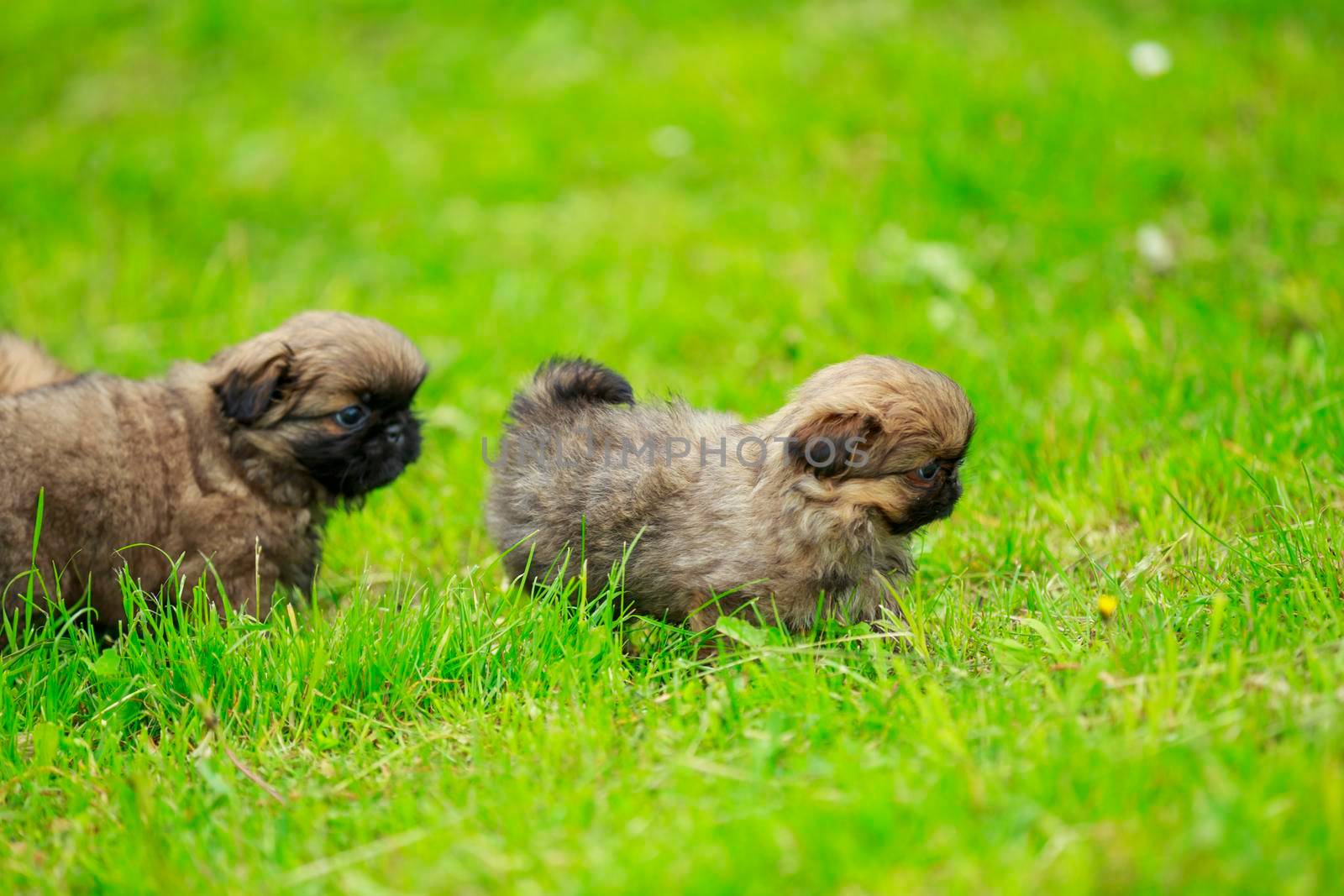 Pekingese puppies are playing on the lawn