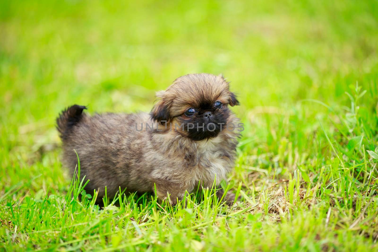 Pekingese puppy in the grass by zokov