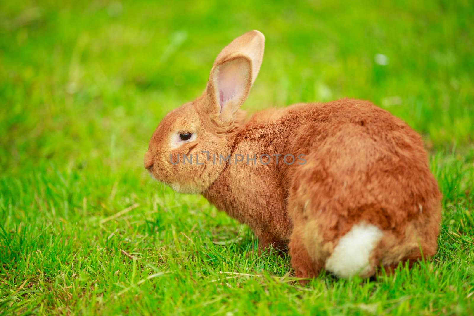 red-haired big rabbit on a background of green grass