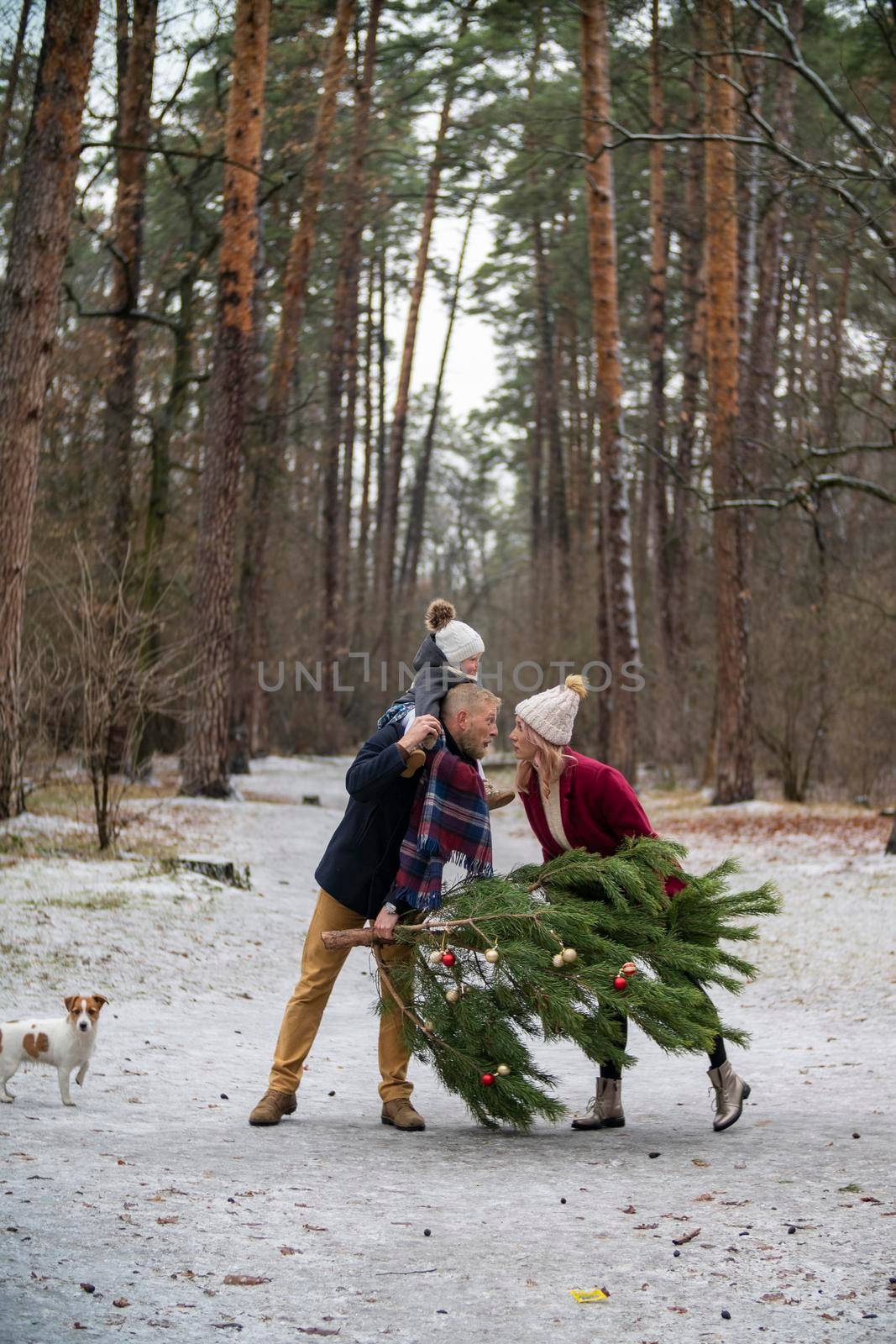 family carries a tree in a snowy park