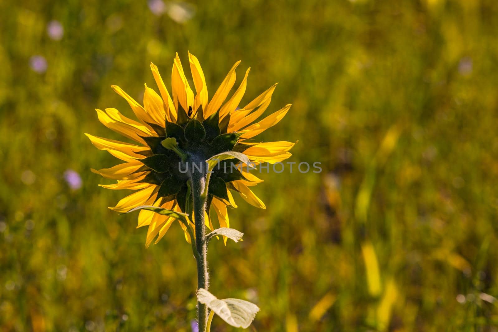 A sunflower released from behind in front of a green field in Hesse, Germany