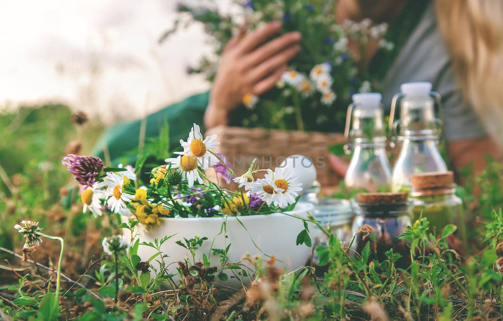 The woman collects medicinal herbs. Selective focus. Nature.