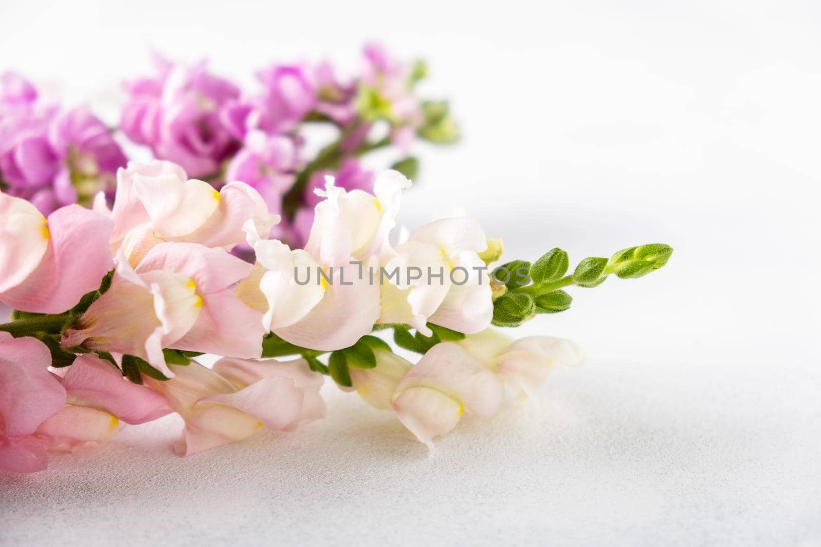 Close-up of a flowering branch of delicate fragrant matthiol on a light background. Selective focus.