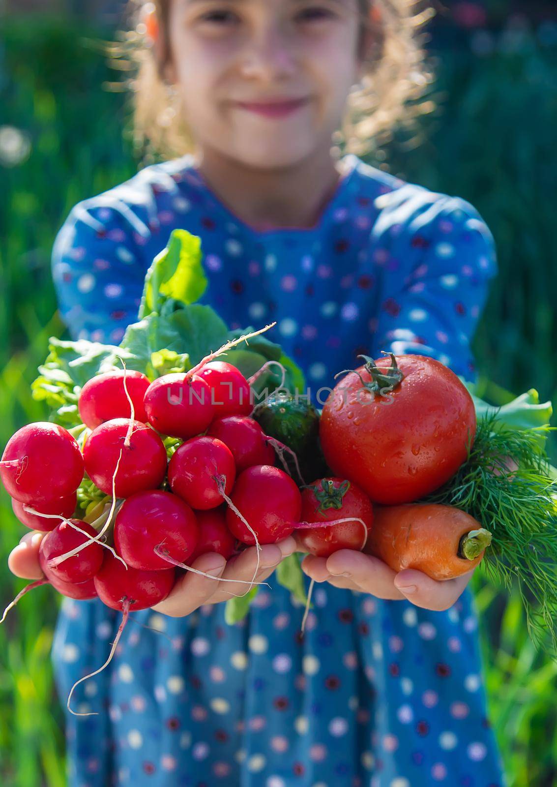 The child holds in his hands a lot of vegetables harvest from the garden. Selective focus. Food.