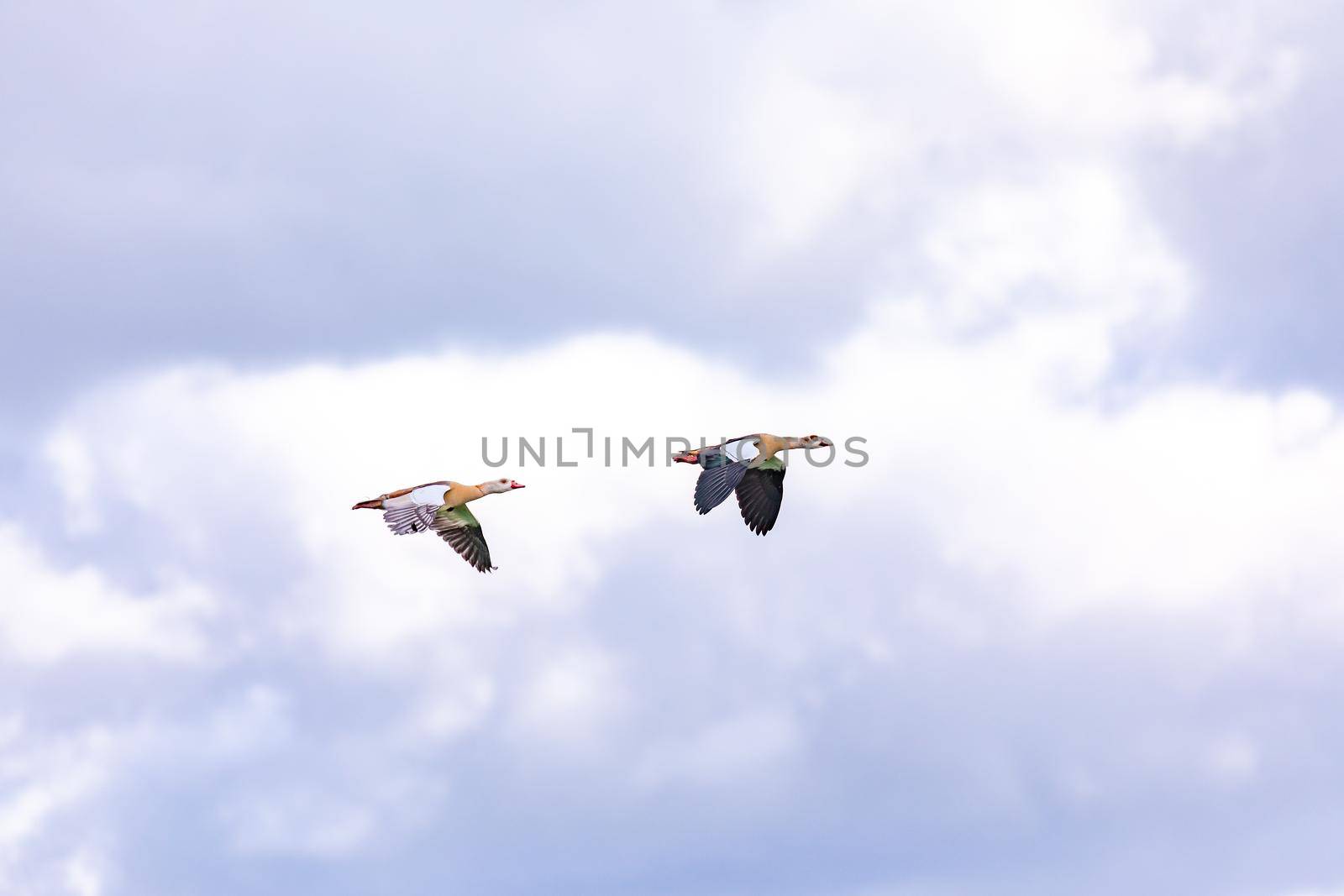 Two showy ducks in winter flight