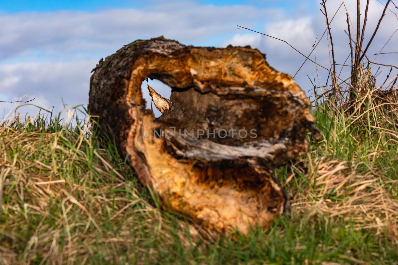 An old hollow tree stump lies in a rural meadow and allows a view of a splinter of wood behind it
