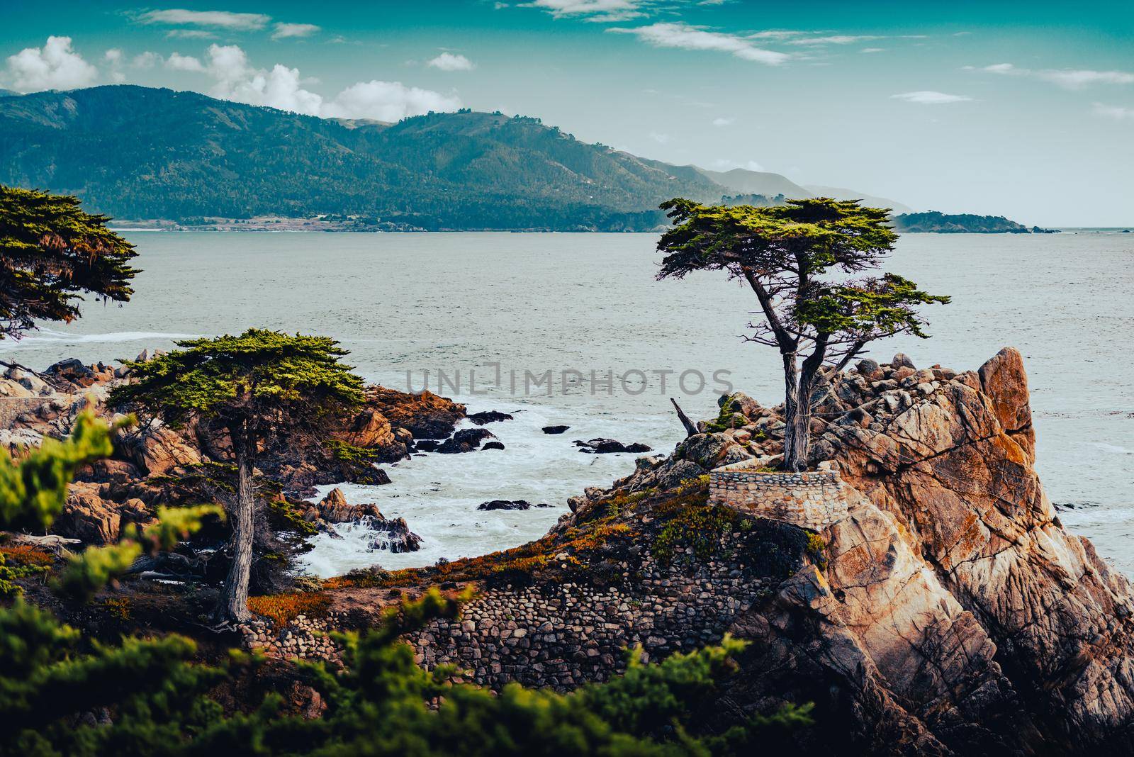 Tree on rocks with ocean in background in California, United States of America