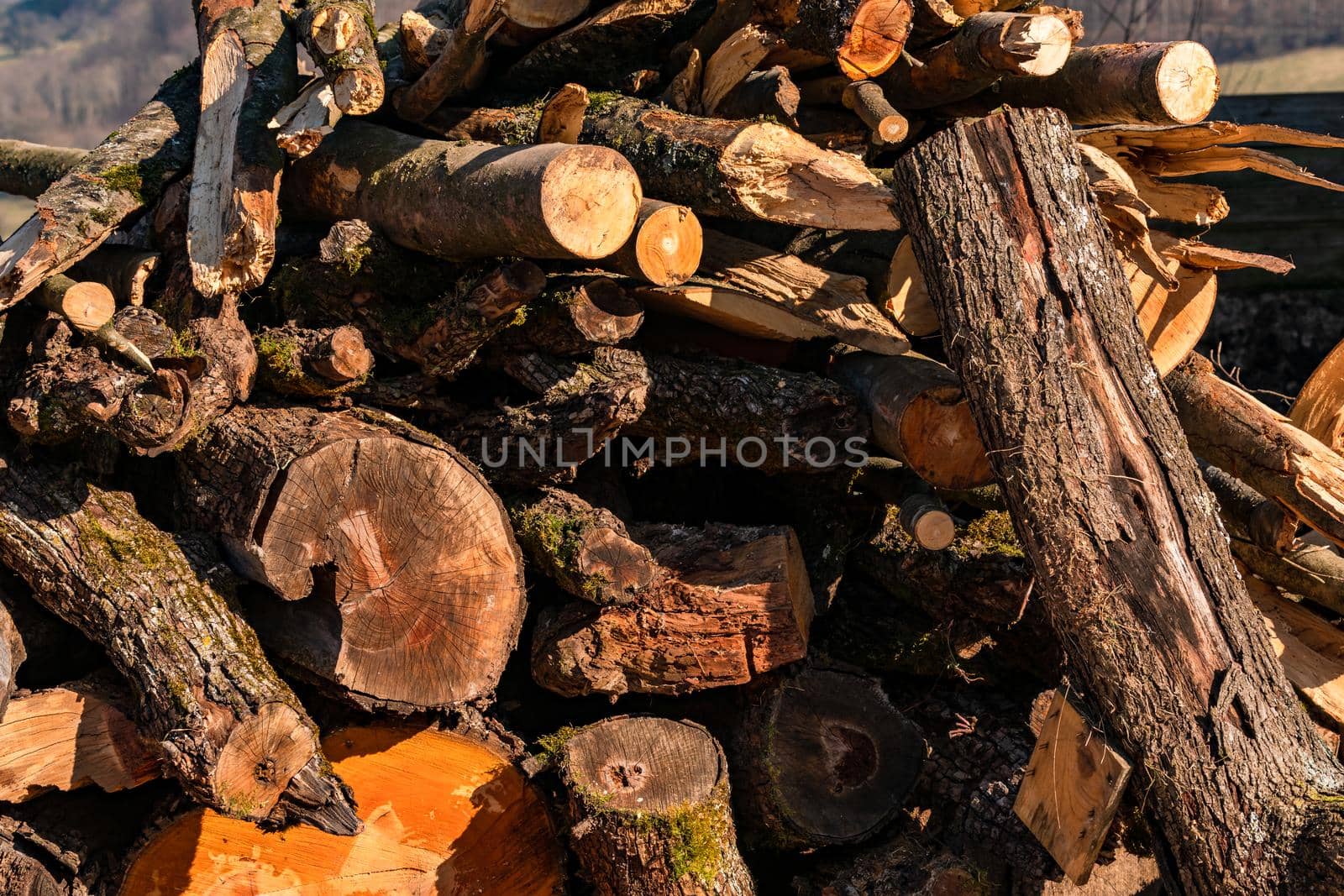 Tree trunks and branches that have been felled and sawn off lie on a stack of wood