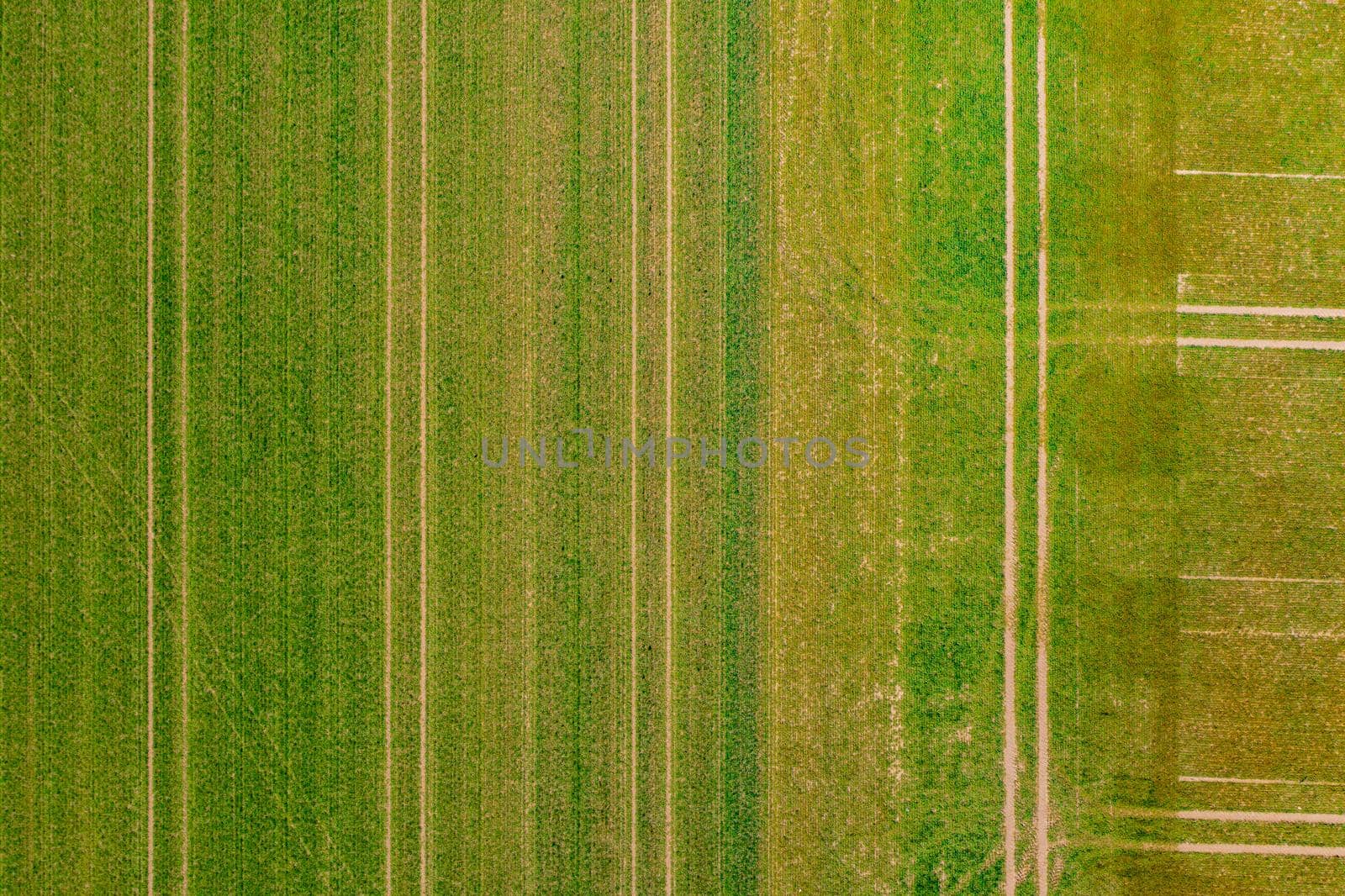 Lines of tractor tracks in a green field in spring from a direct overhead drone perspective