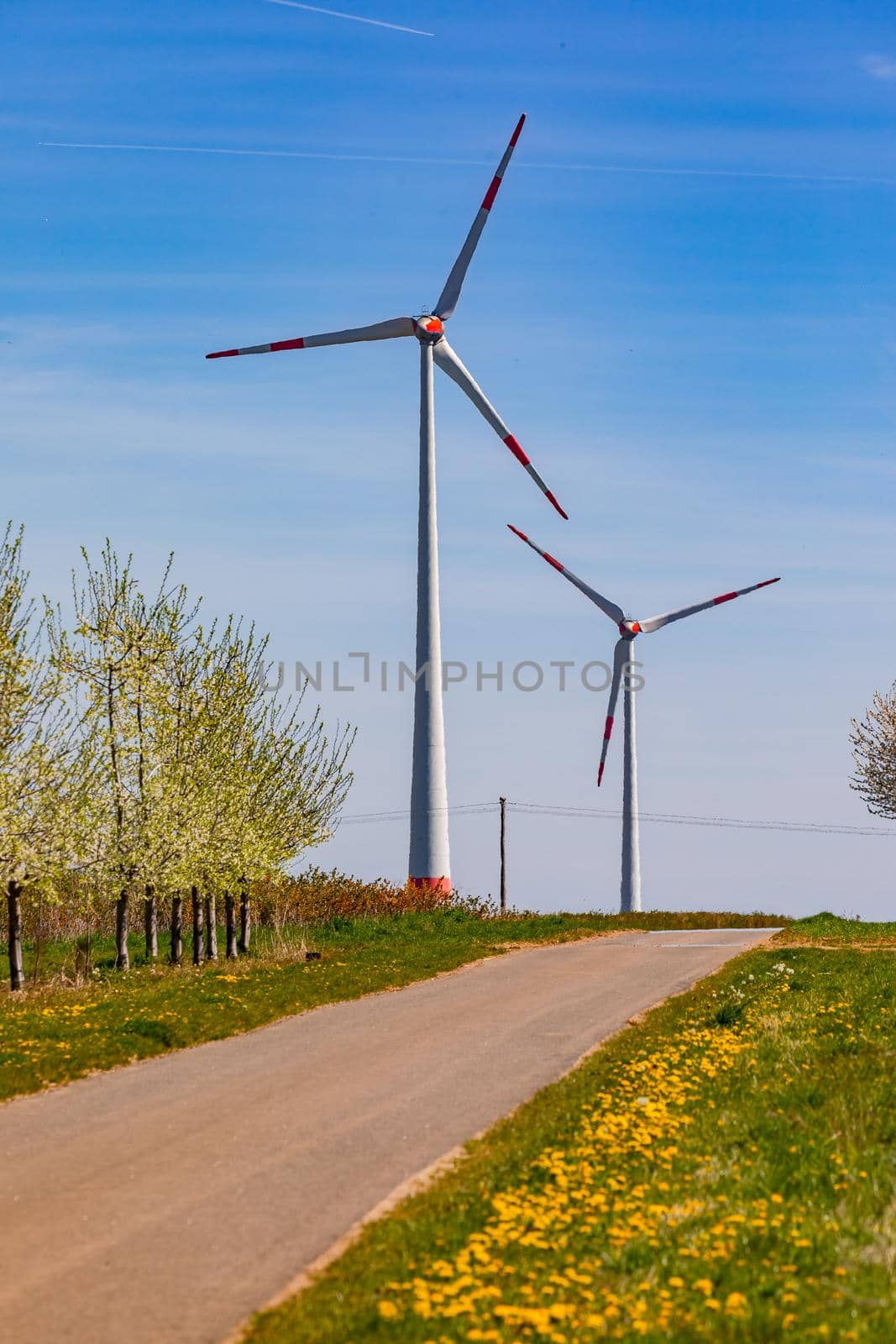 A dirt road next to young fruit trees in front of huge windmills in the background
