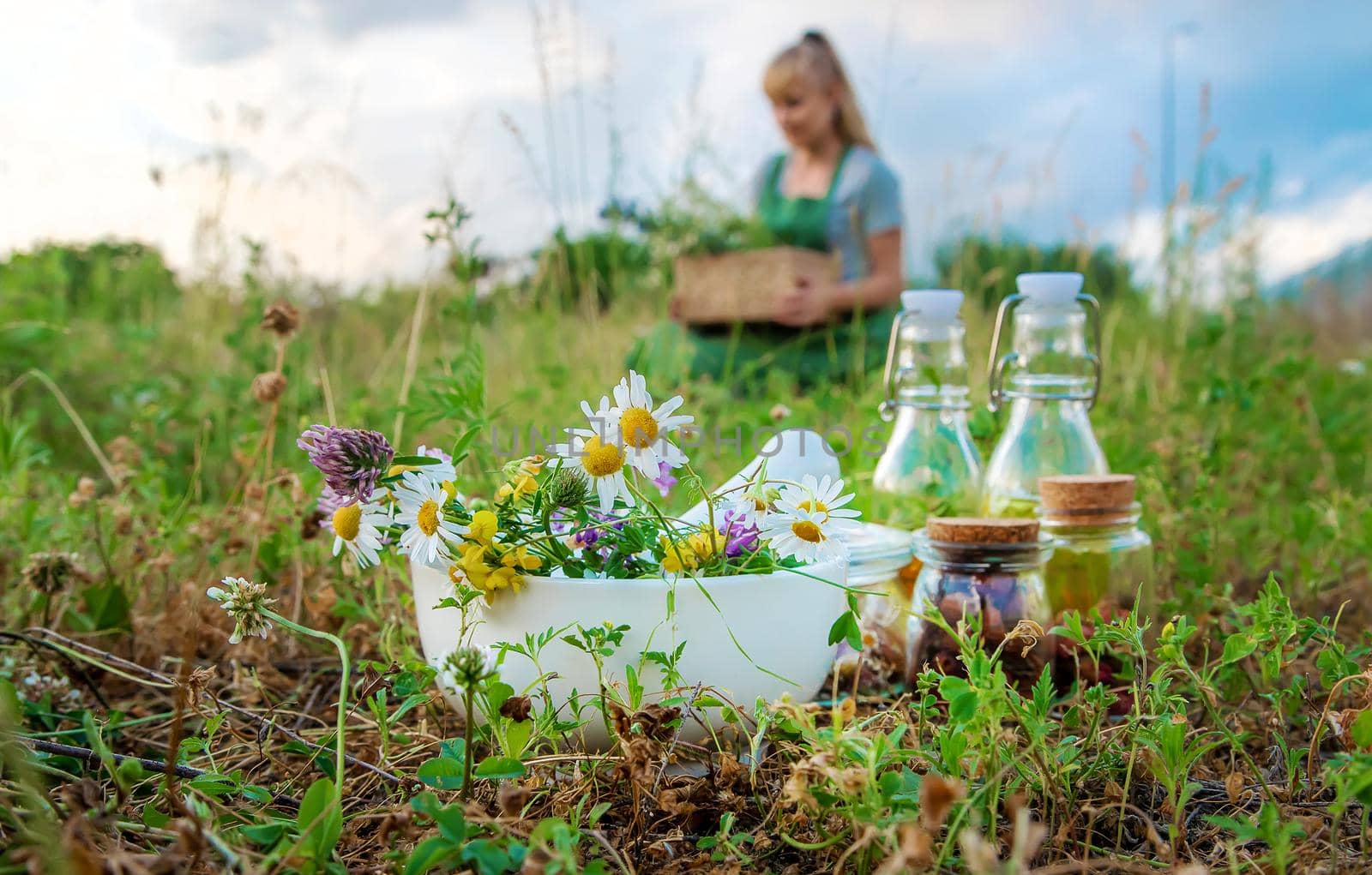 The woman collects medicinal herbs. Selective focus. Nature.