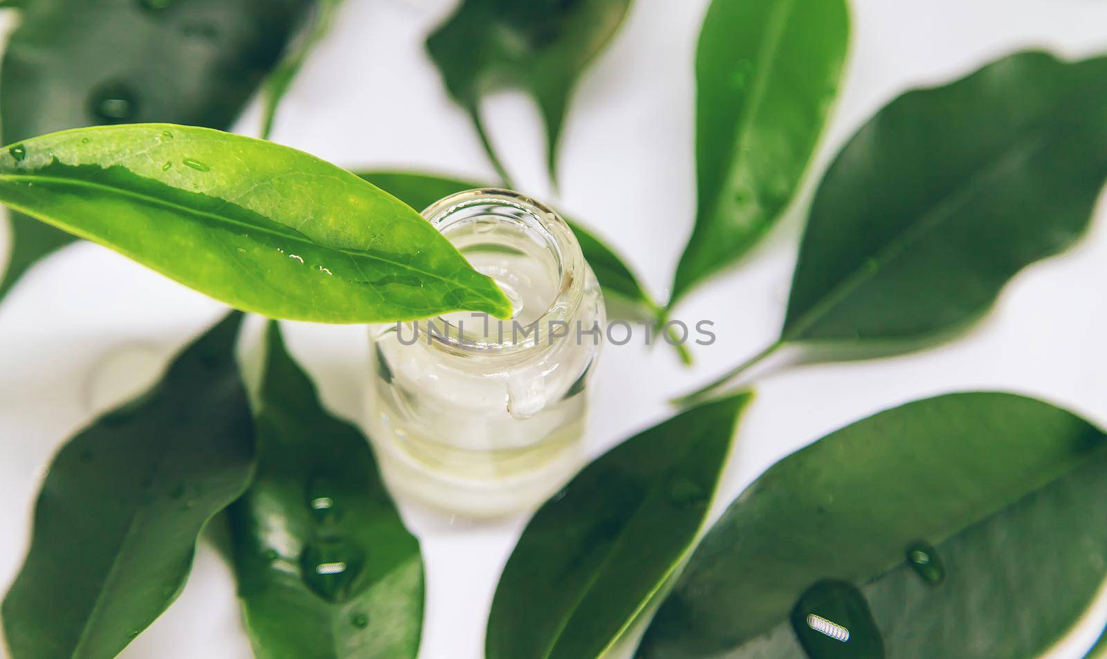 tea tree oil in a small bottle. Selective focus. by yanadjana