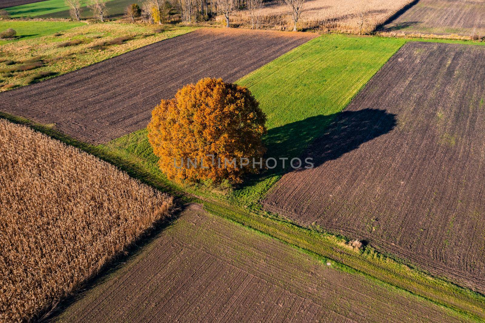 Aerial view of a dominant tree between different fields in autumn